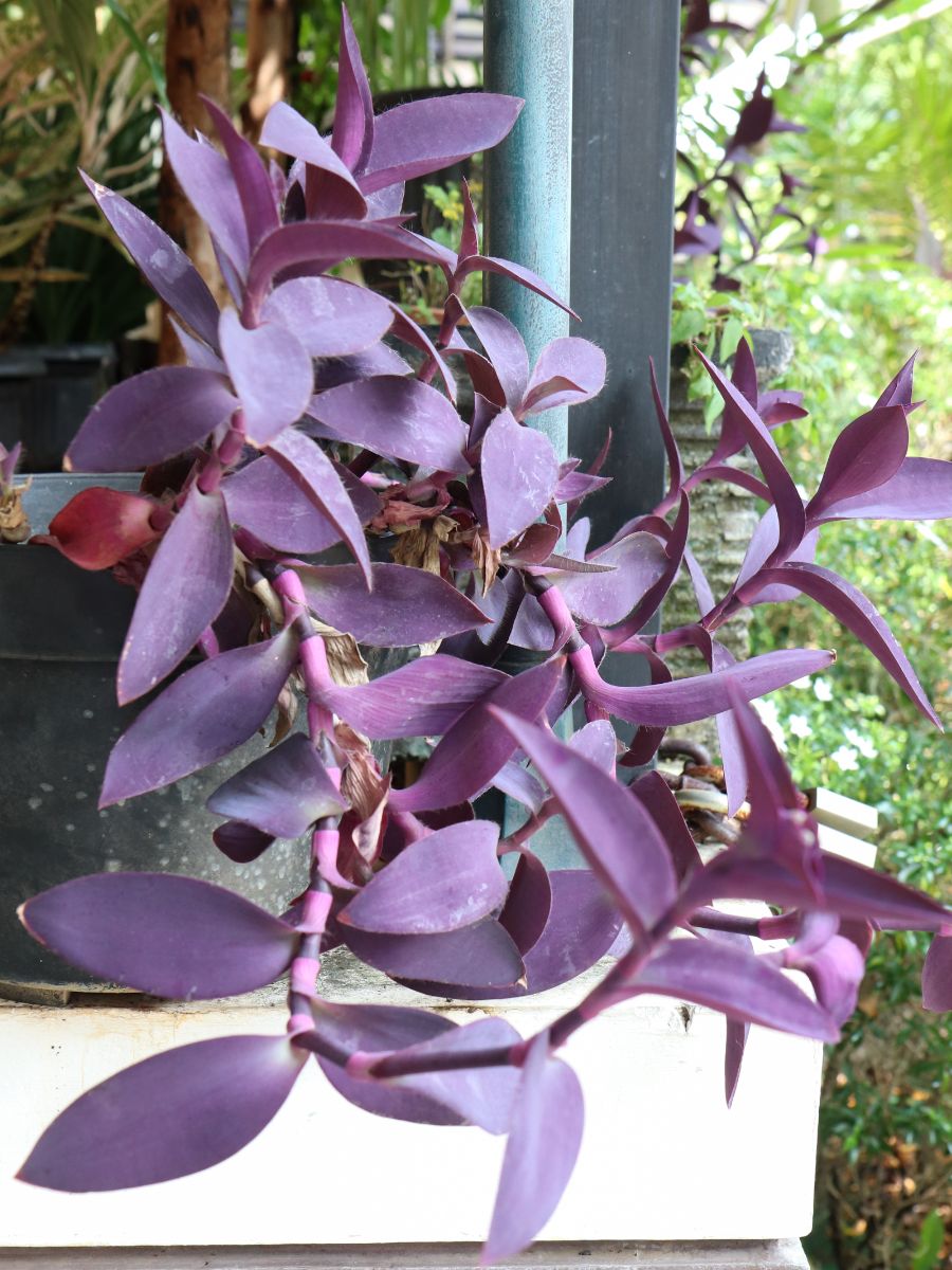 purple heart plant spiritual meanings