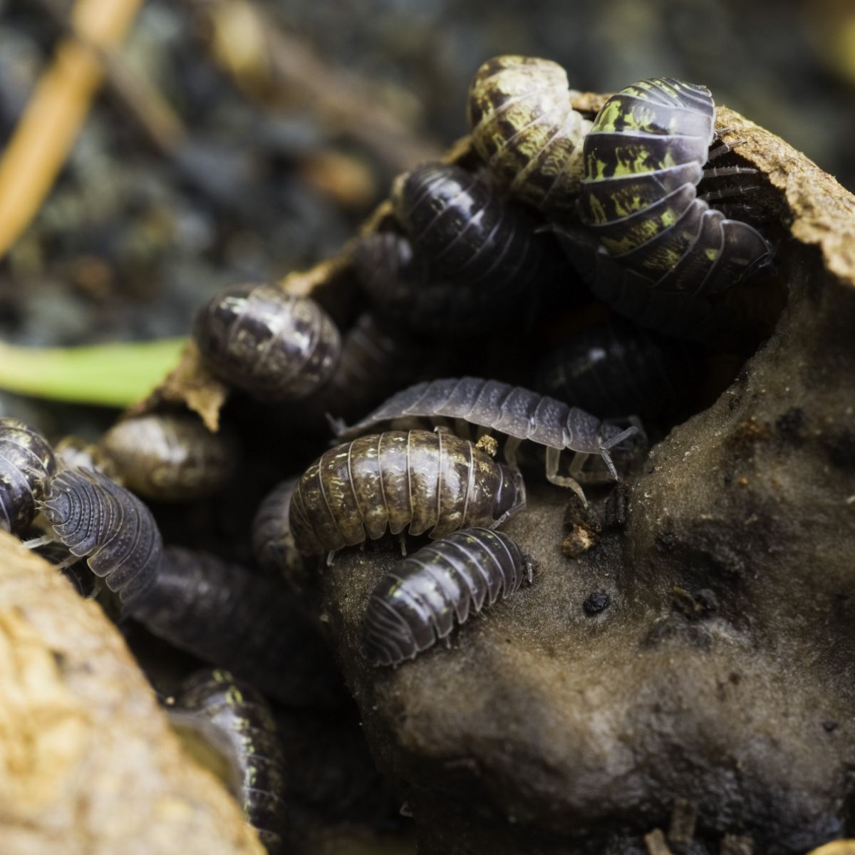 roly poly bug spiritual meaning