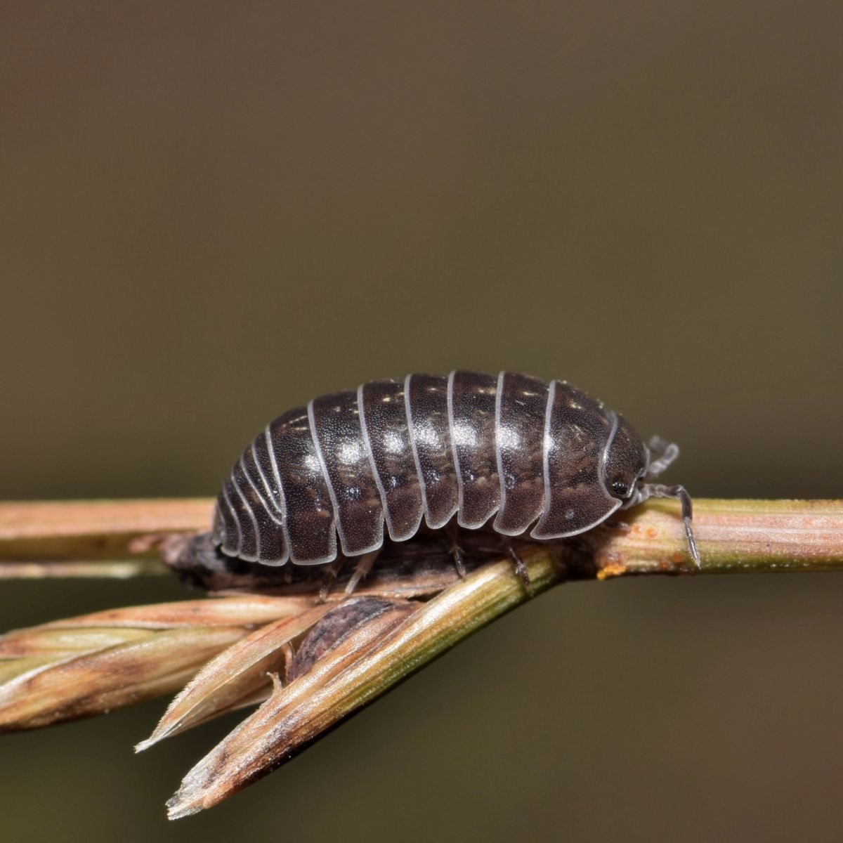 roly poly spiritual meaning