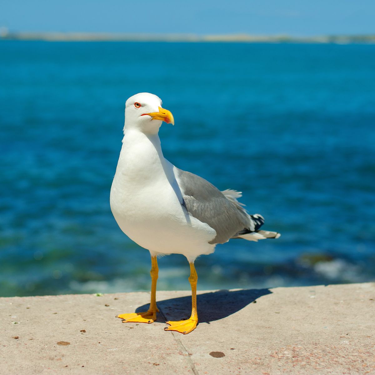 seagull spiritual message