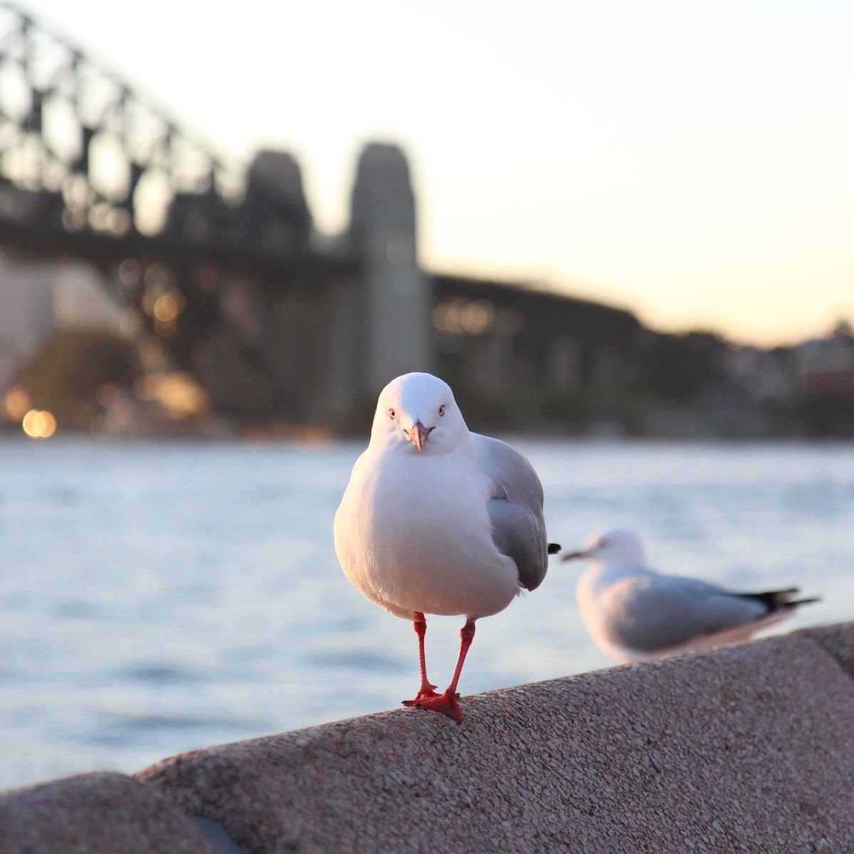 seagulls meaning spiritual