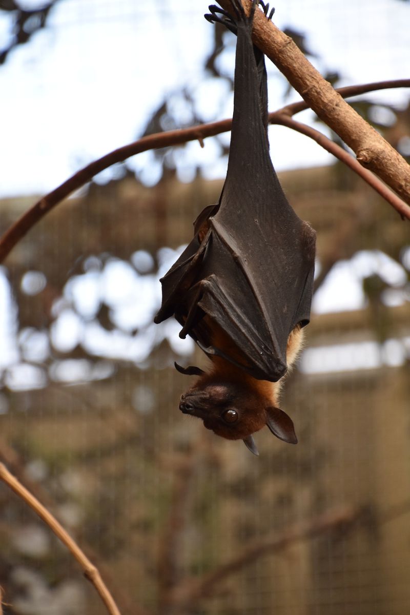 seeing a bat during the day