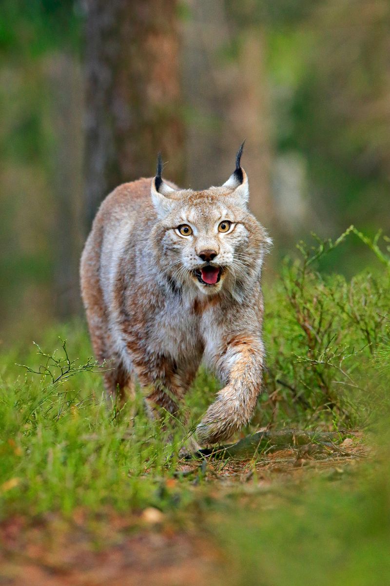 seeing a bobcat spiritual meaning