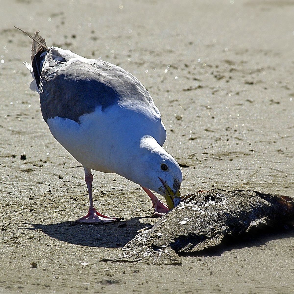 seeing a dead fish spiritual meaning astrology