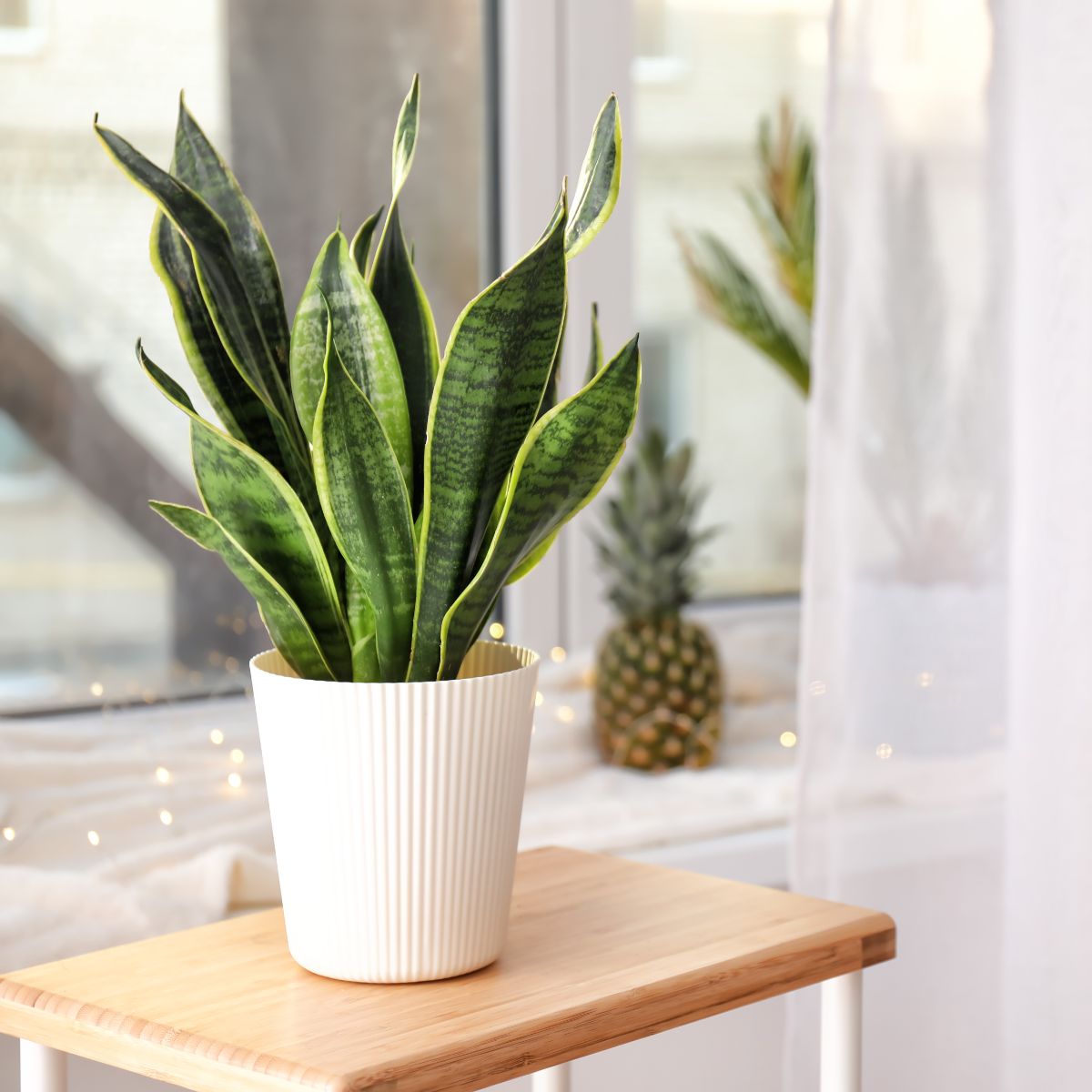 snake plant spiritual uses