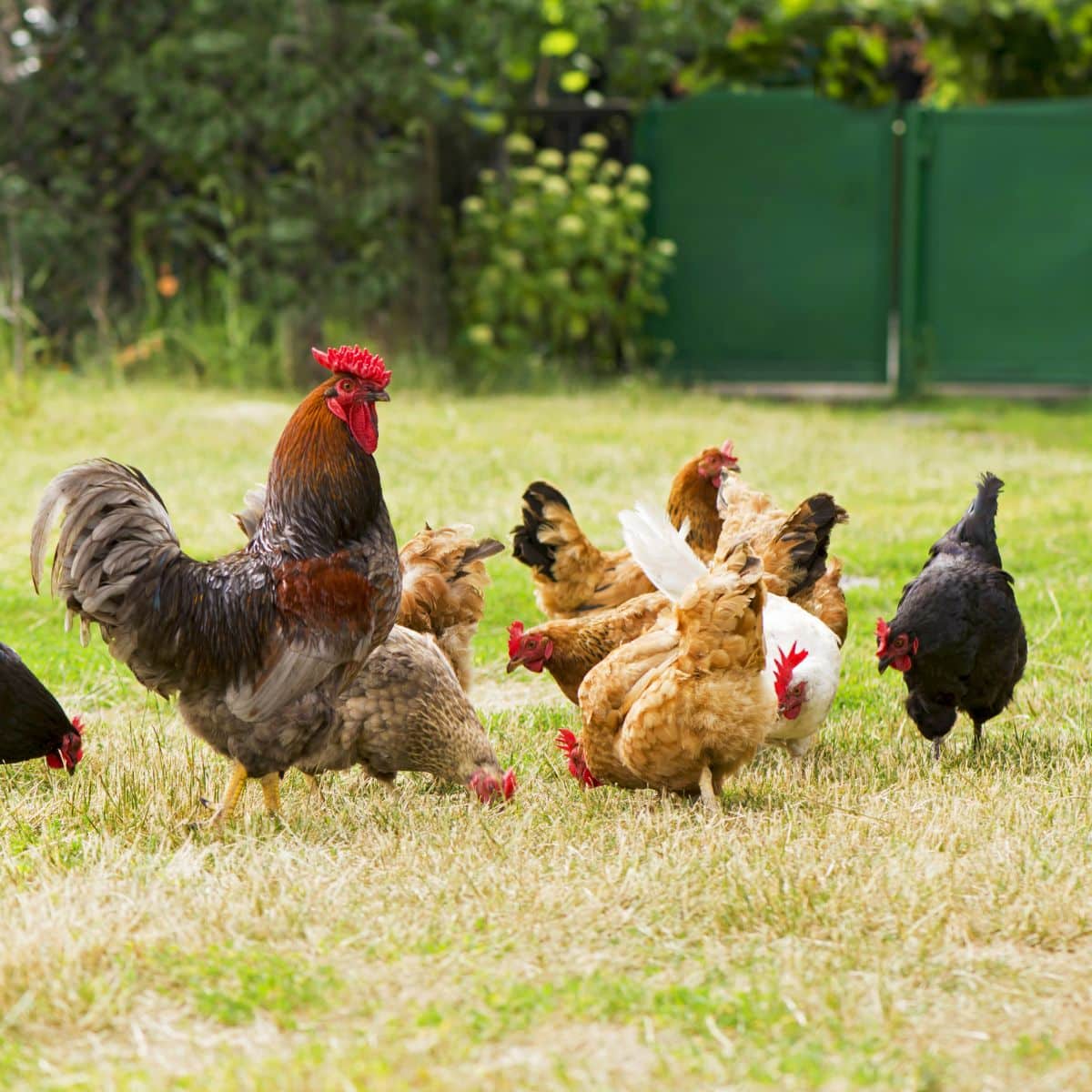 spiritual meaning of a chicken crossing your path