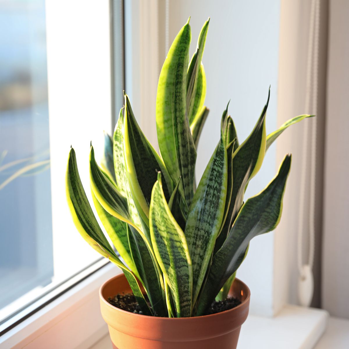 spiritual meaning of a snake plant