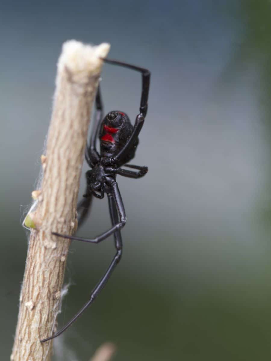 spiritual meaning of black widow spider