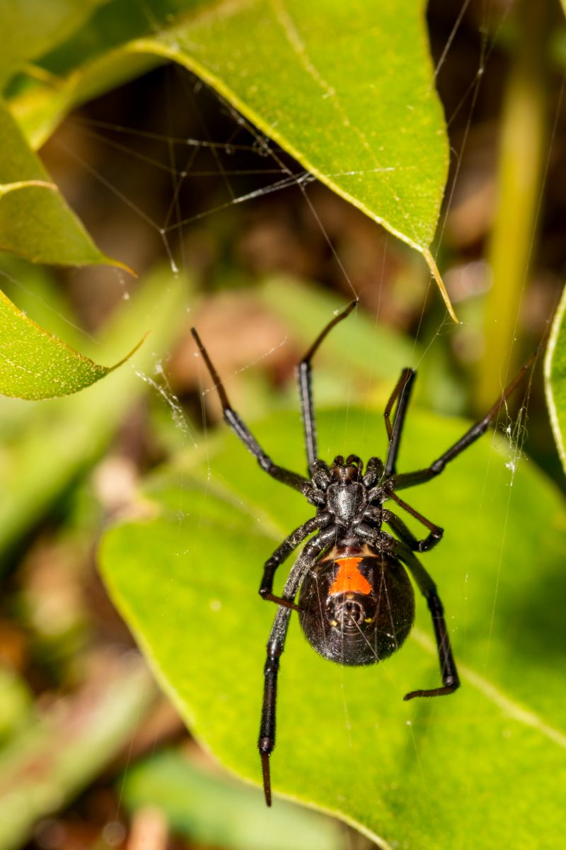 spiritual meaning of black widow