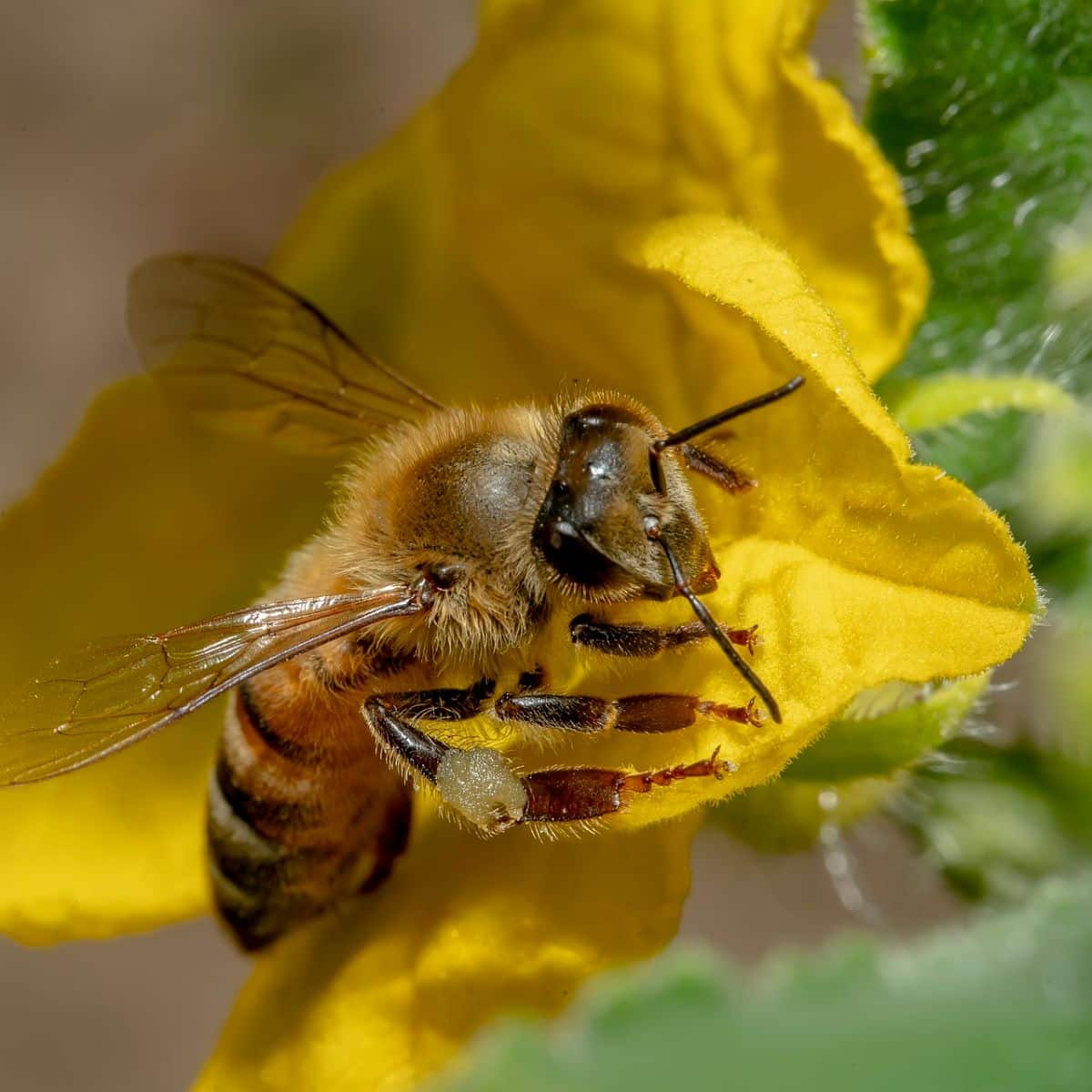 spiritual meaning of dead bees in your house