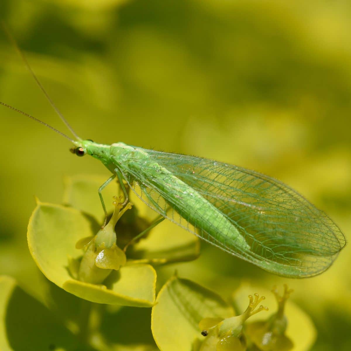 spiritual meaning of green lacewing