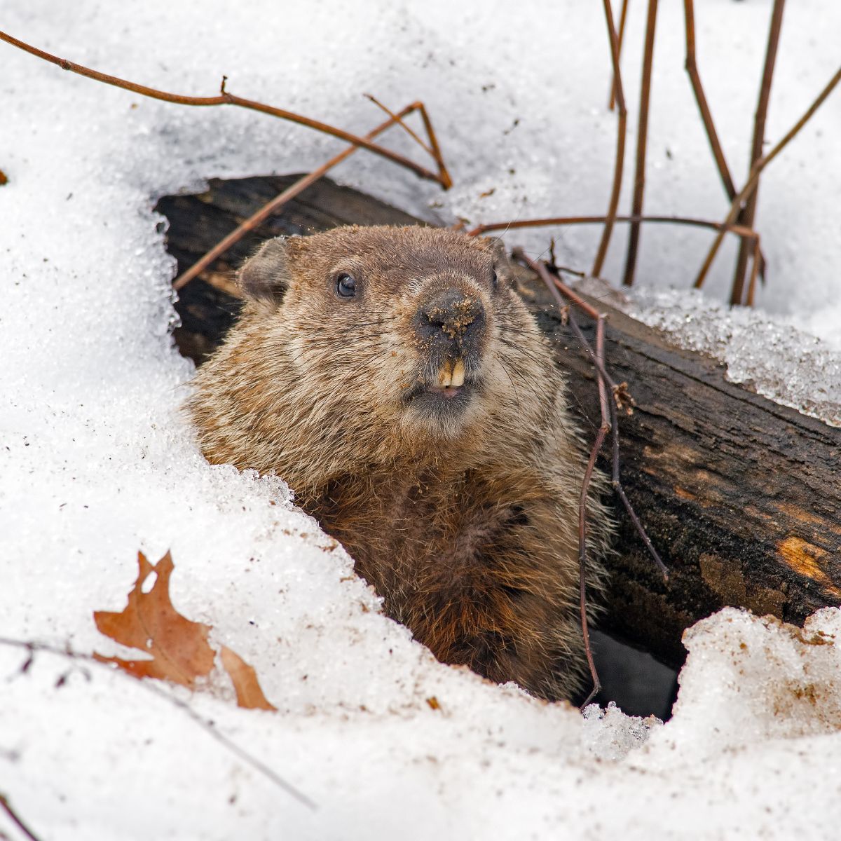 spiritual meaning of groundhog