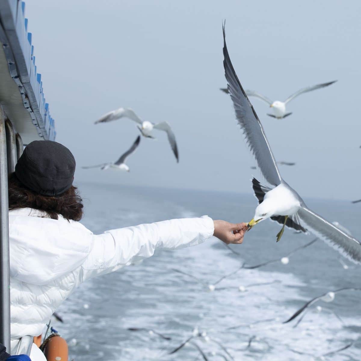 spiritual meaning of seagull crossing your path at night