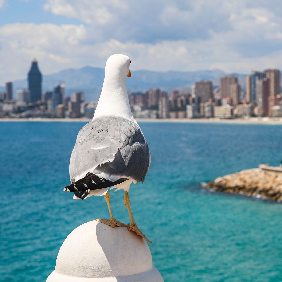 spiritual meaning of seagull crossing your path between two birds