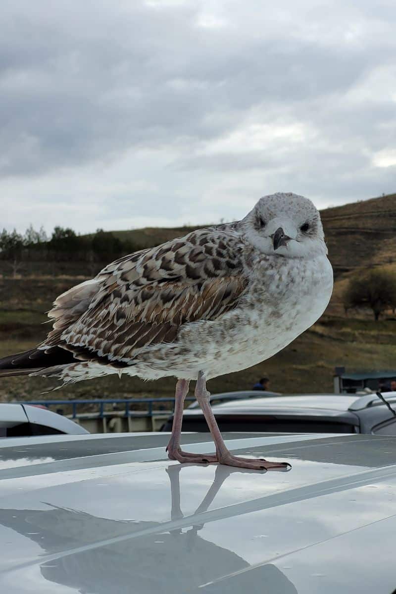 spiritual meaning of seagull crossing your path biblical meaning