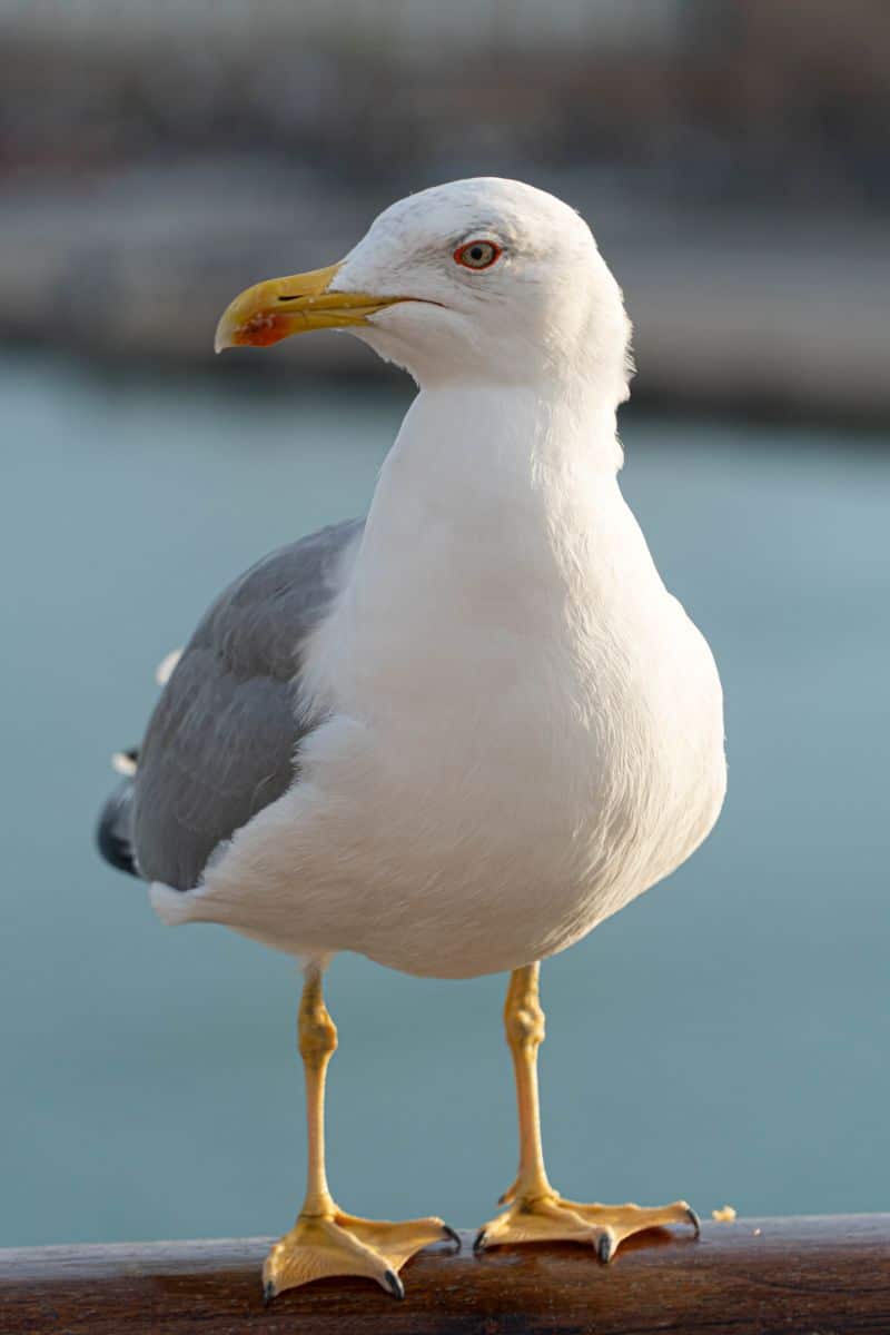 spiritual meaning of seagull crossing your path biblical