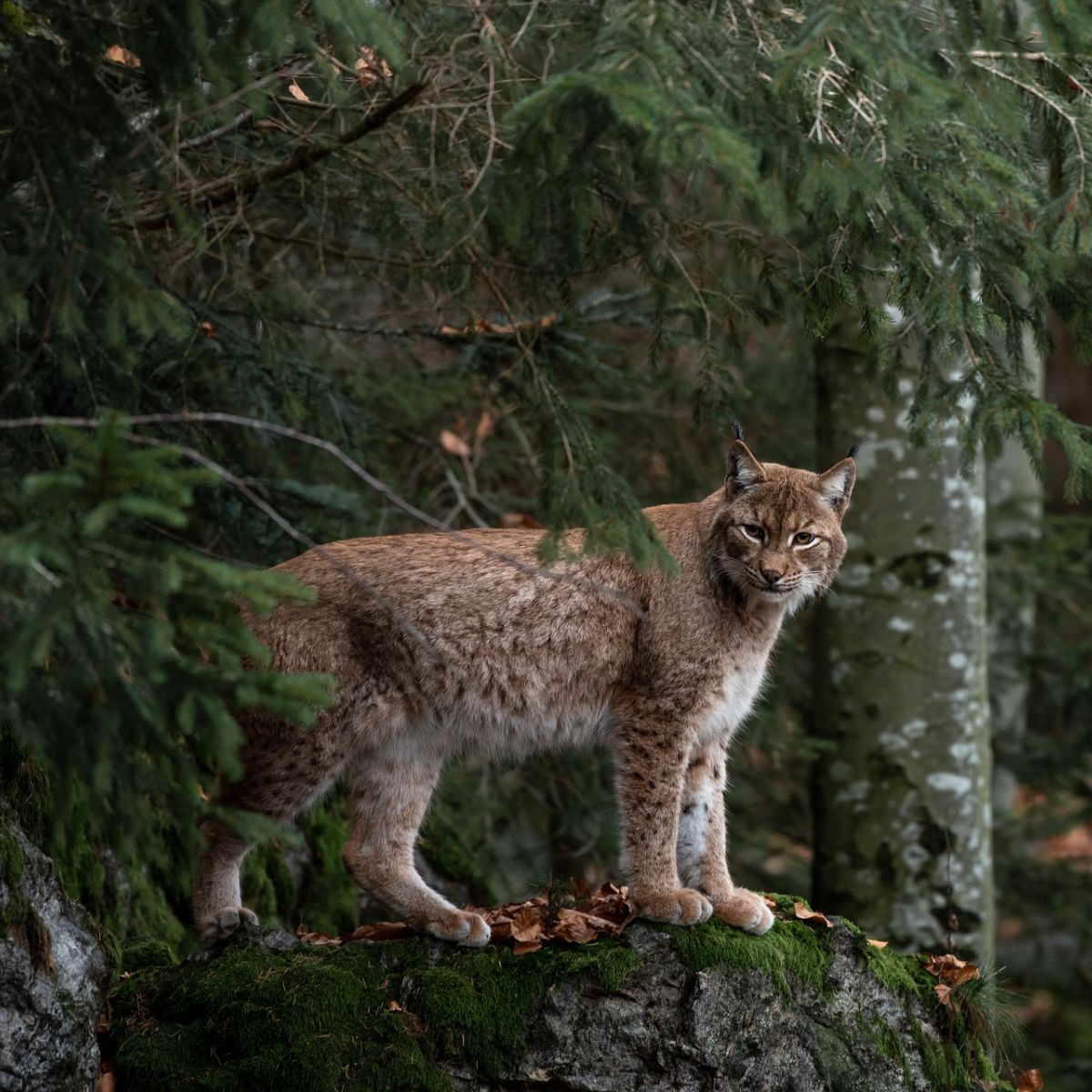 spiritual meaning of seeing a bobcat