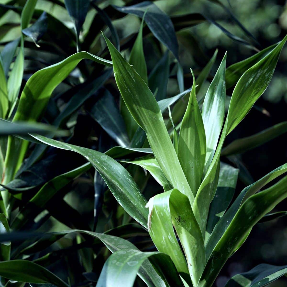 spiritual meaning of snake plant care