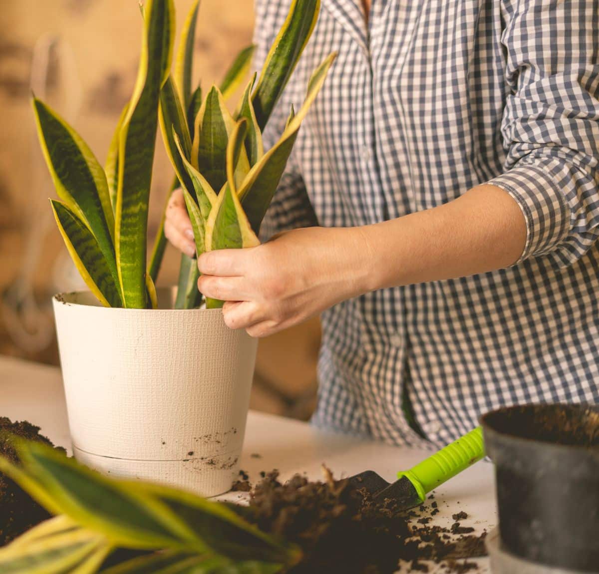 spiritual meaning of snake plant