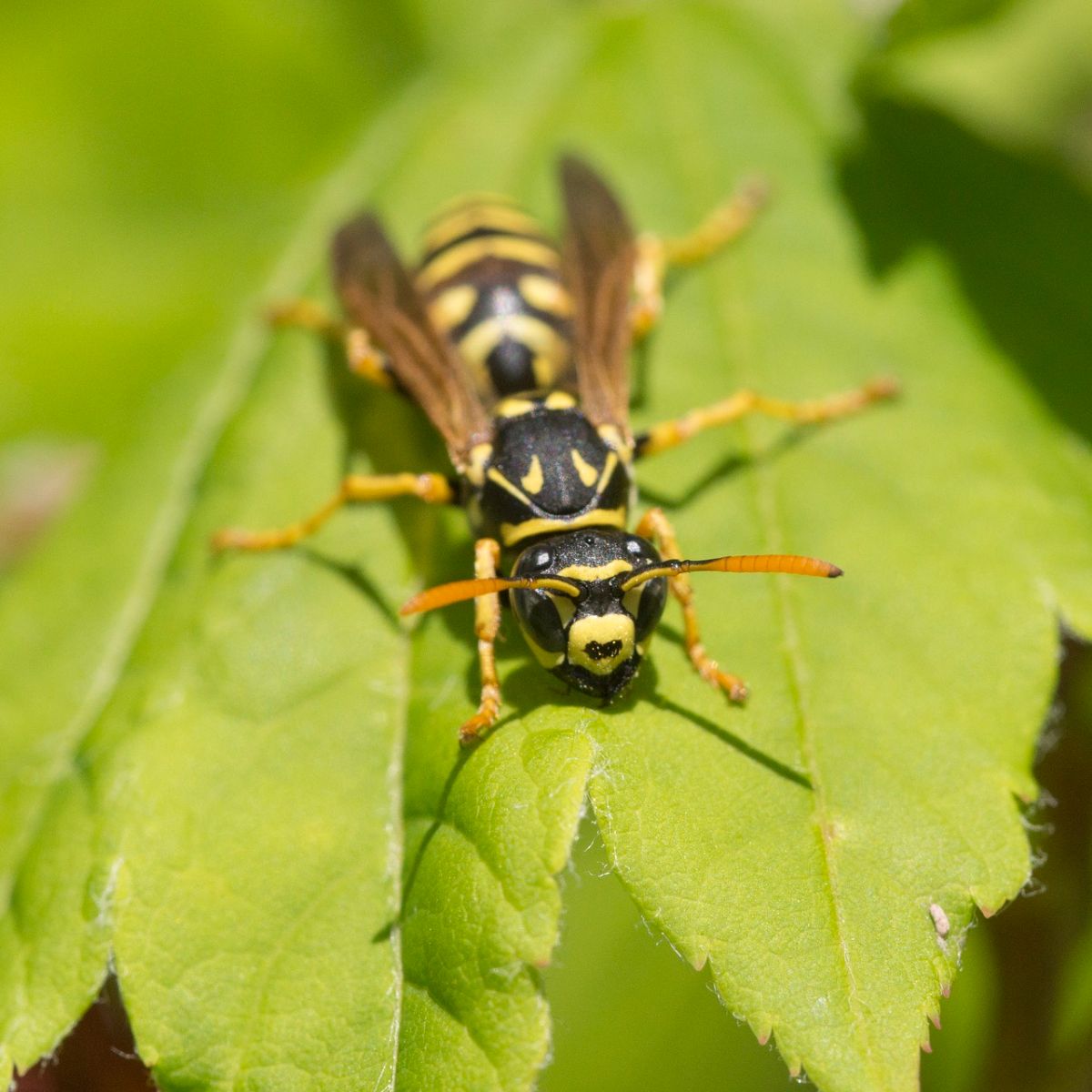 spiritual meaning of yellow jacket