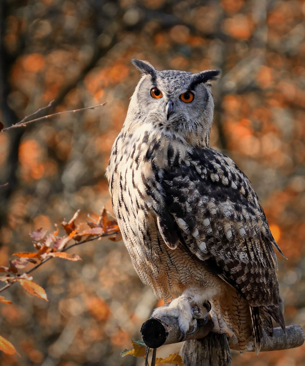 symbolism of great horned owl