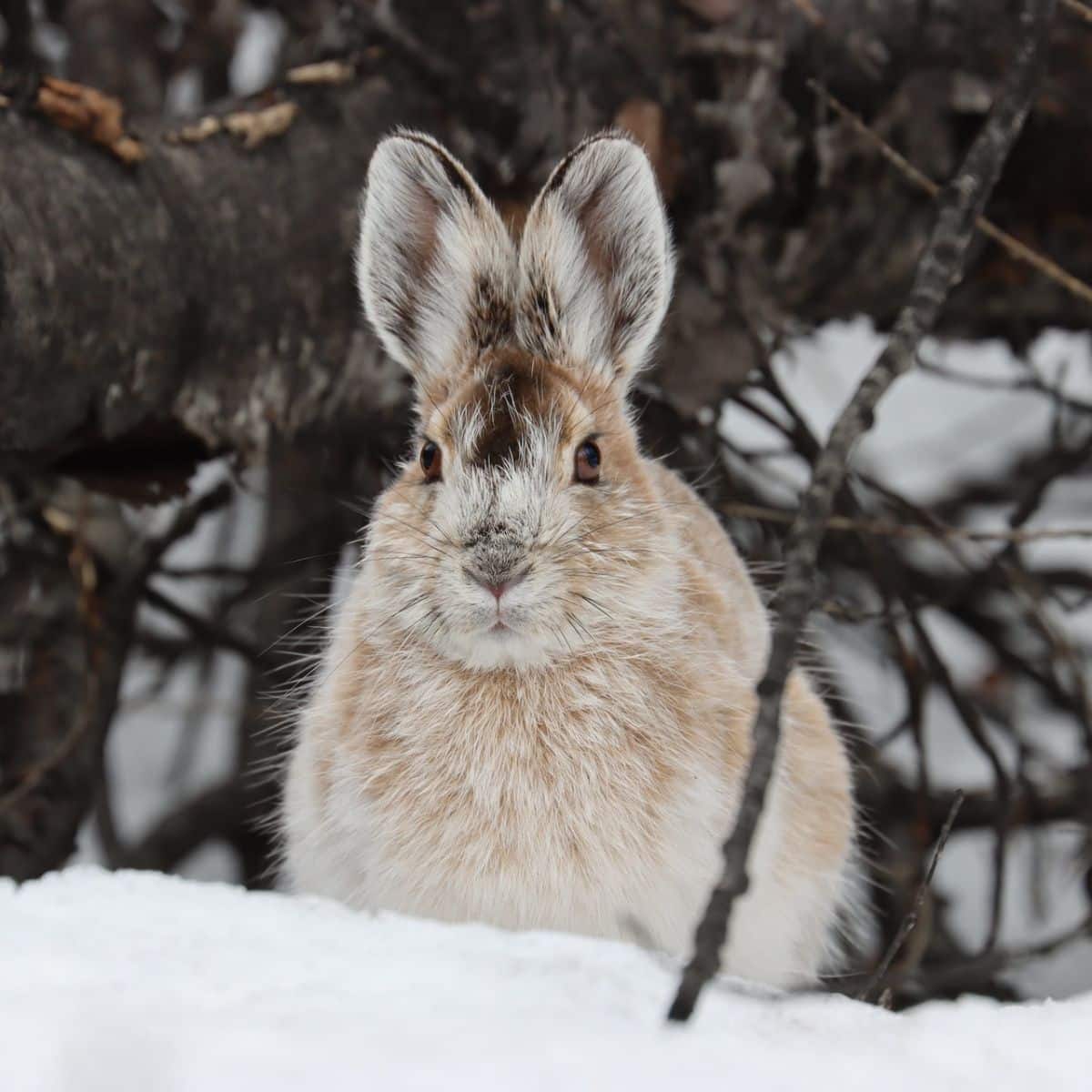 the three hares tarot meaning