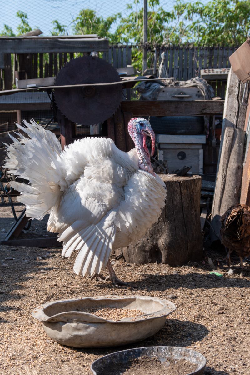 turkey crossing your path meaning