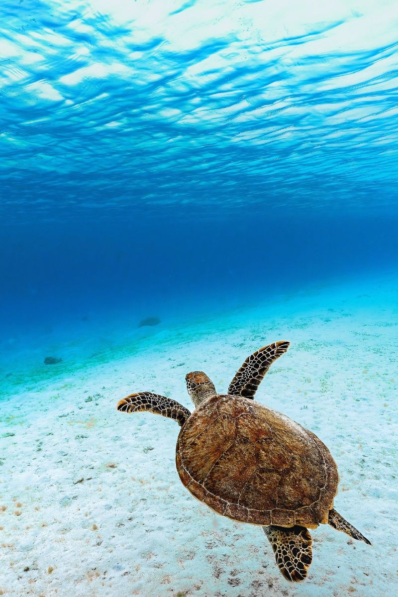 turtle crossing the road meaning