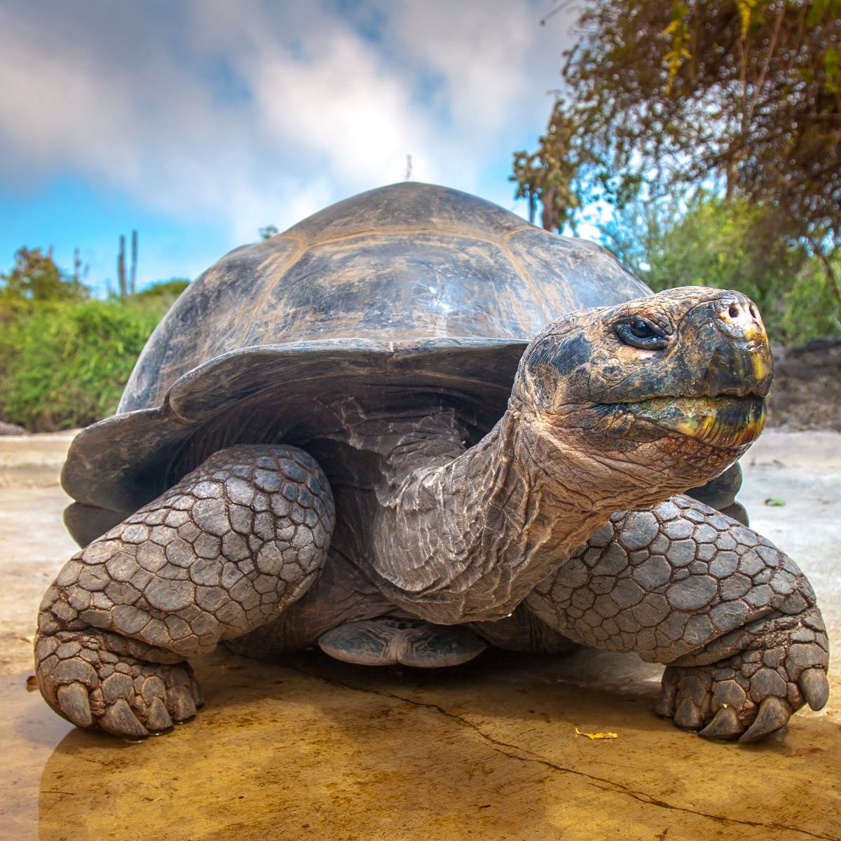 turtle crossing your path meaning