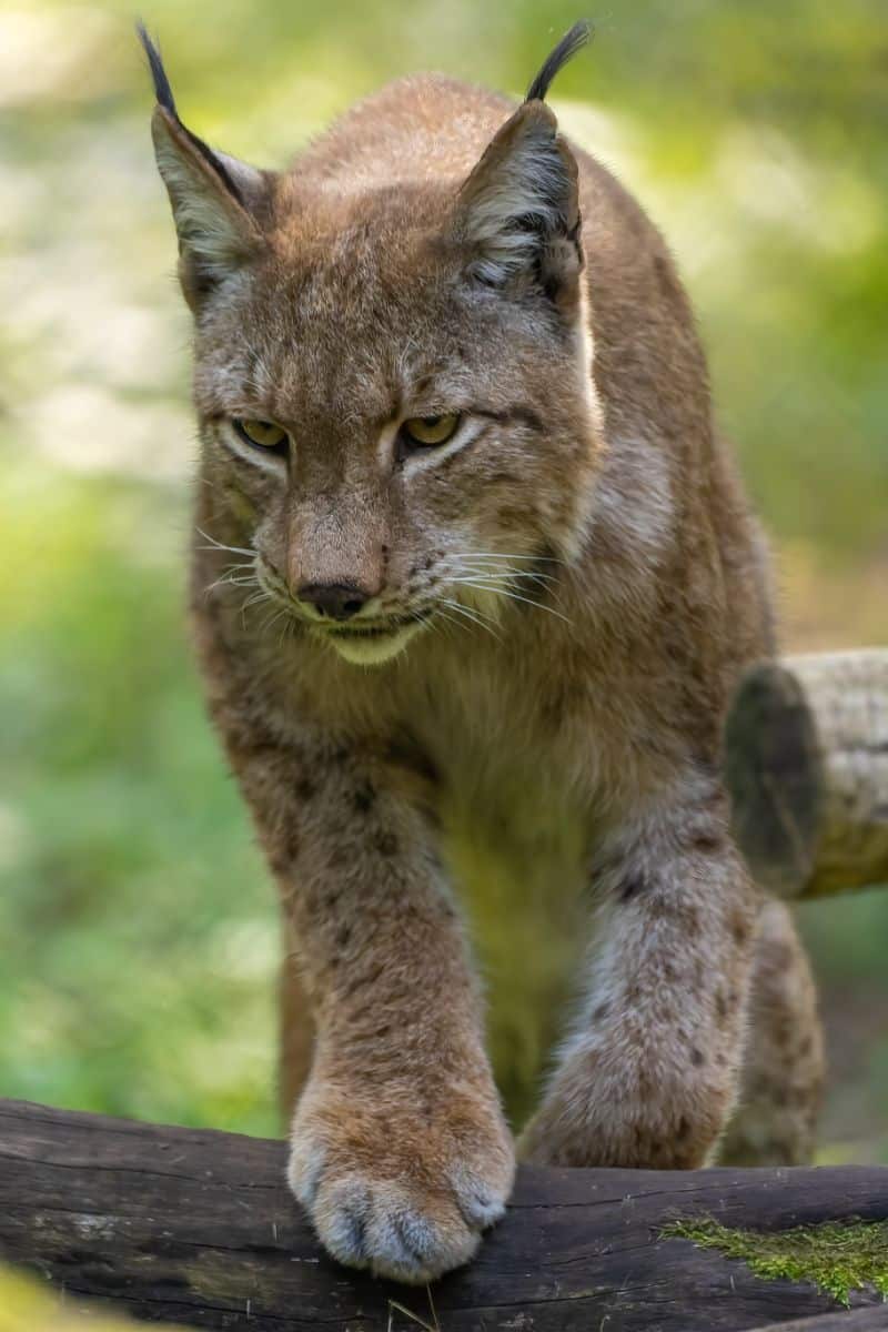 what do bobcats symbolize