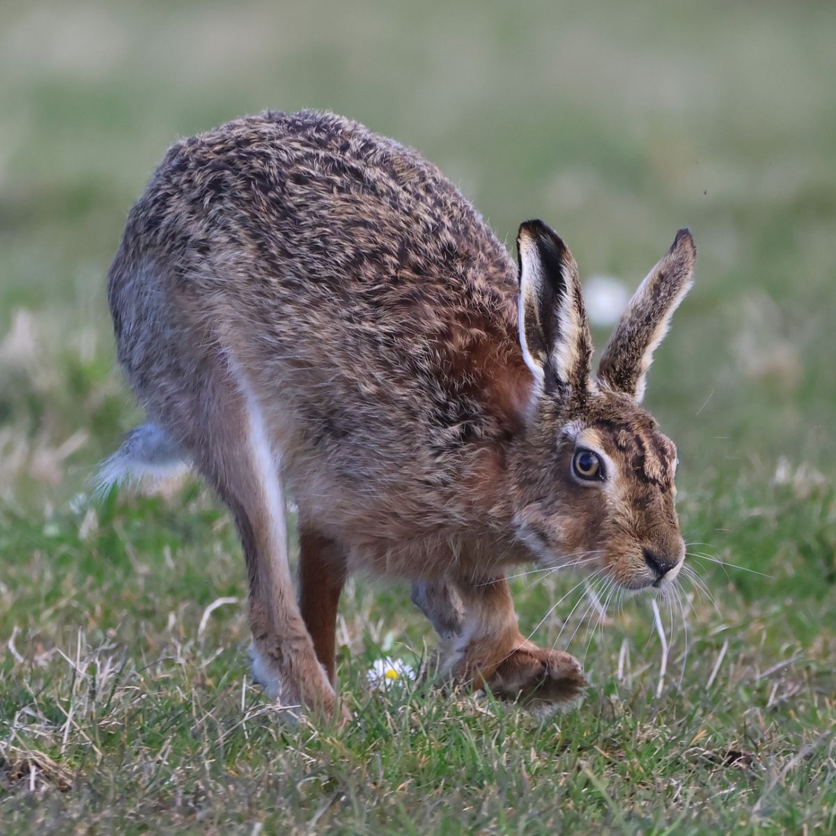 what do hares symbolize