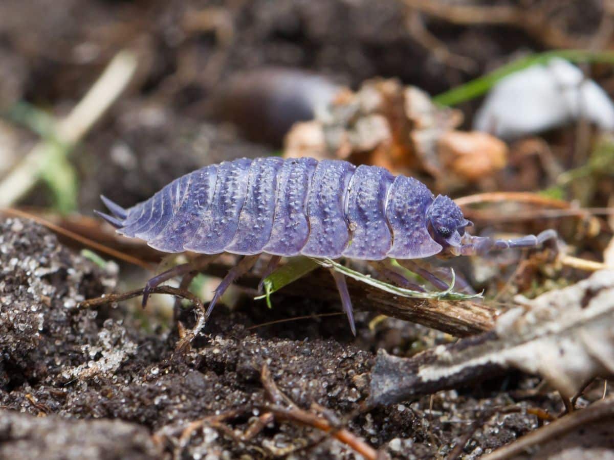 what do rolly pollies mean spirituall