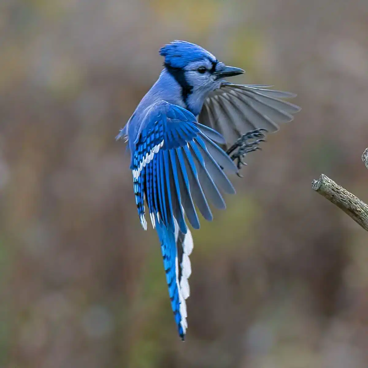 what does a dead blue jay mean