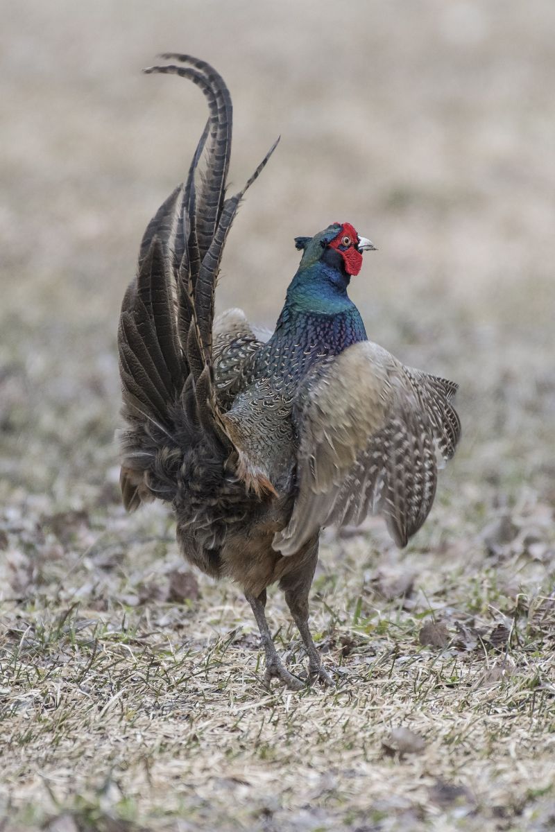 what does a pheasant symbolize