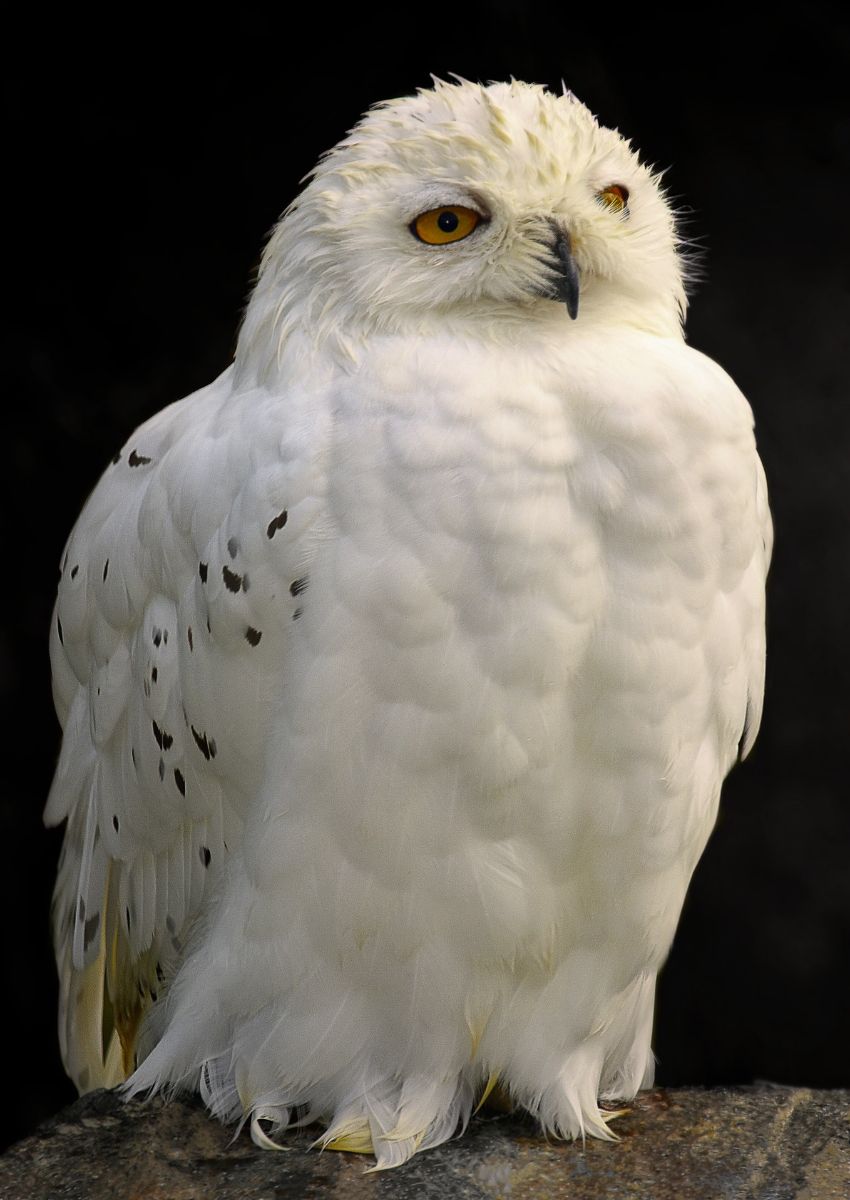 what does a white owl mean