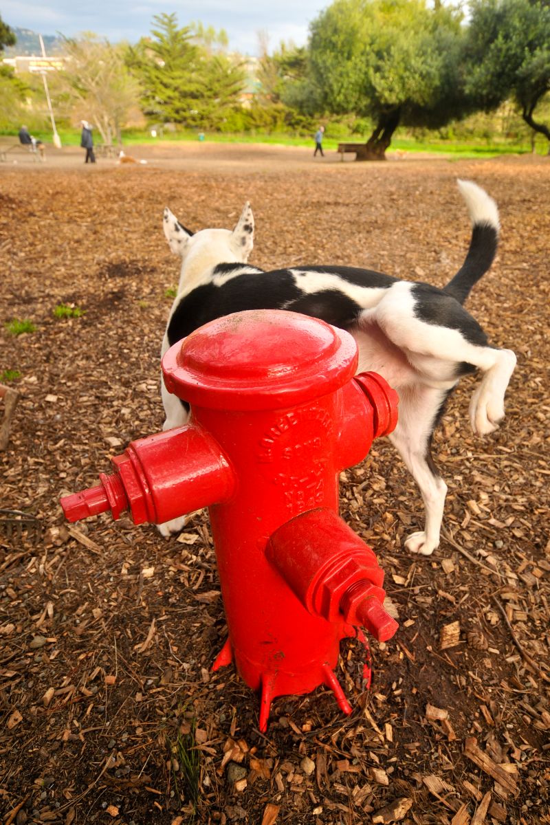 what does it mean if a dog pees on you