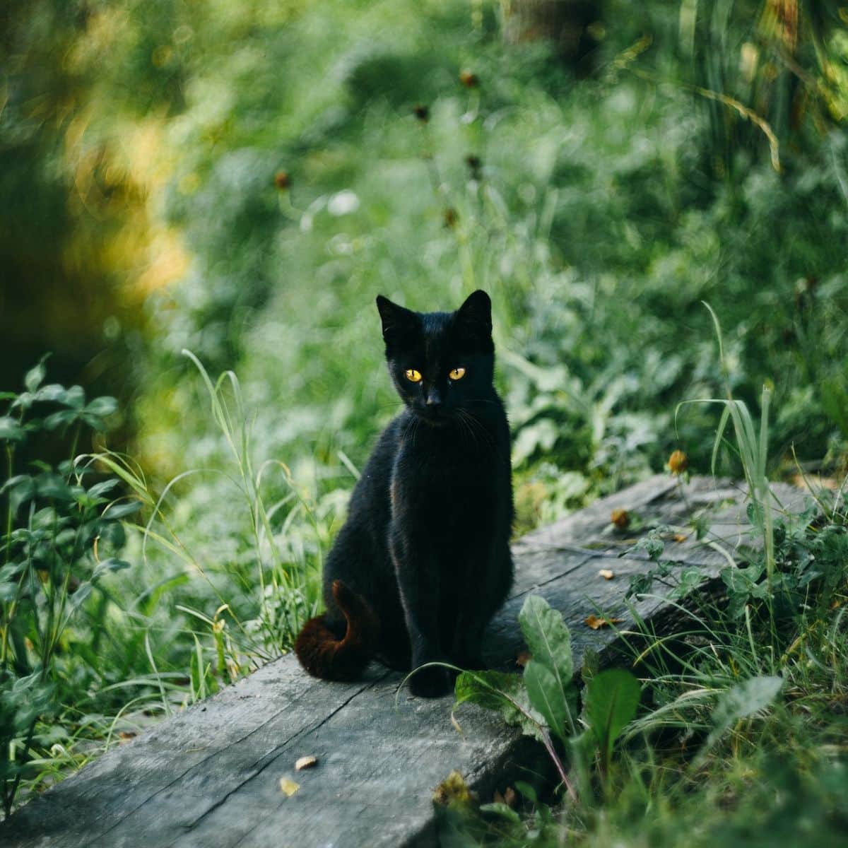 what does it mean if you see a black cat