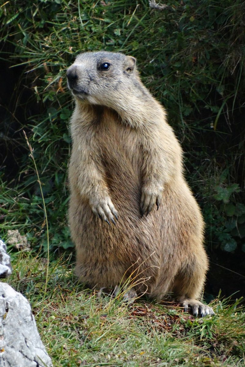 what does it mean to see a groundhog