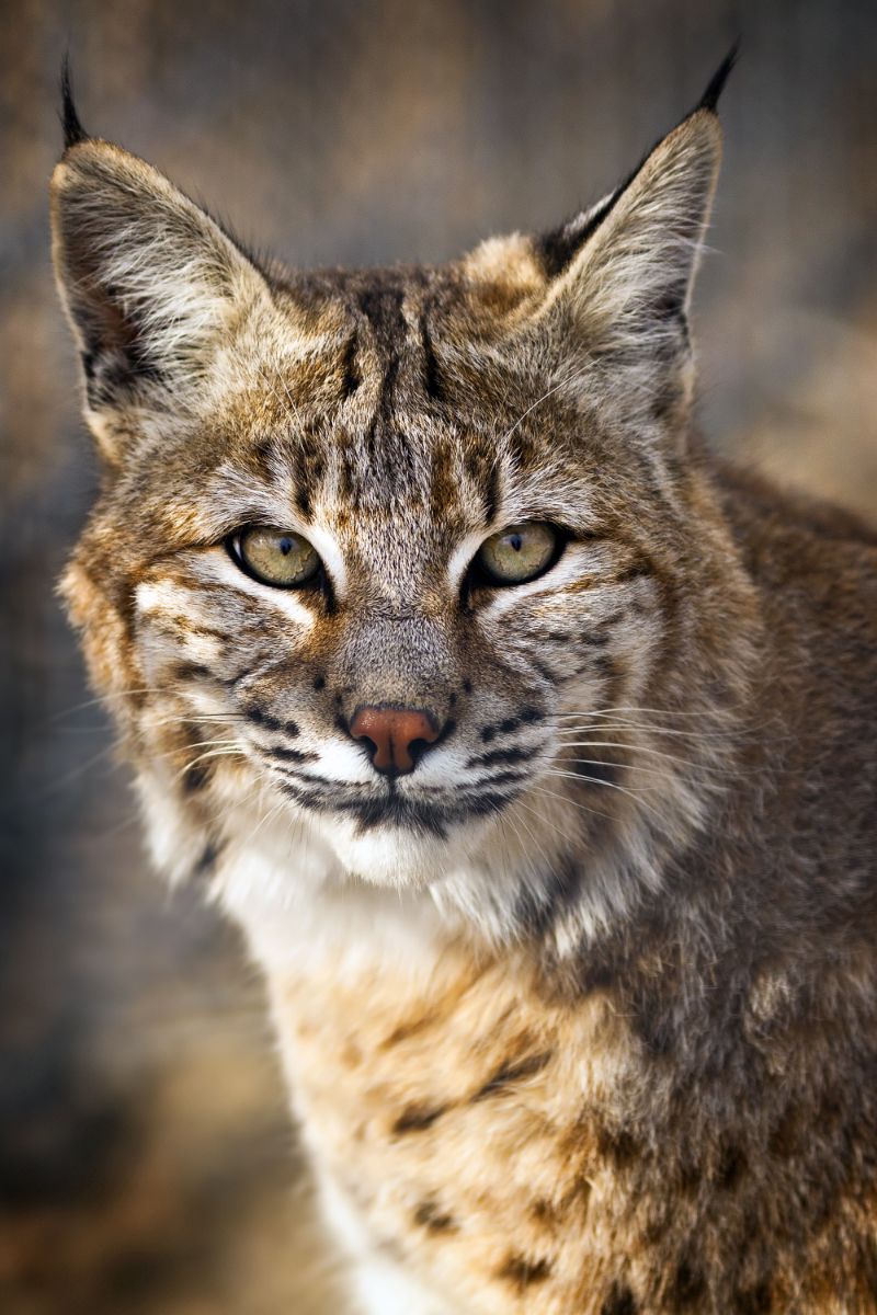 what does it mean when a bobcat crosses your path