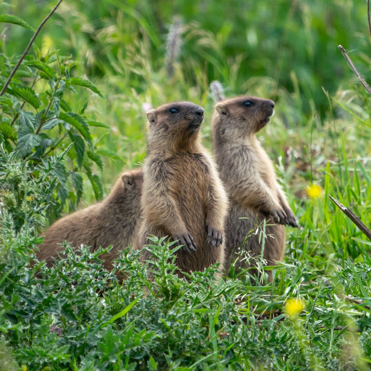 what does it mean when you see a groundhog