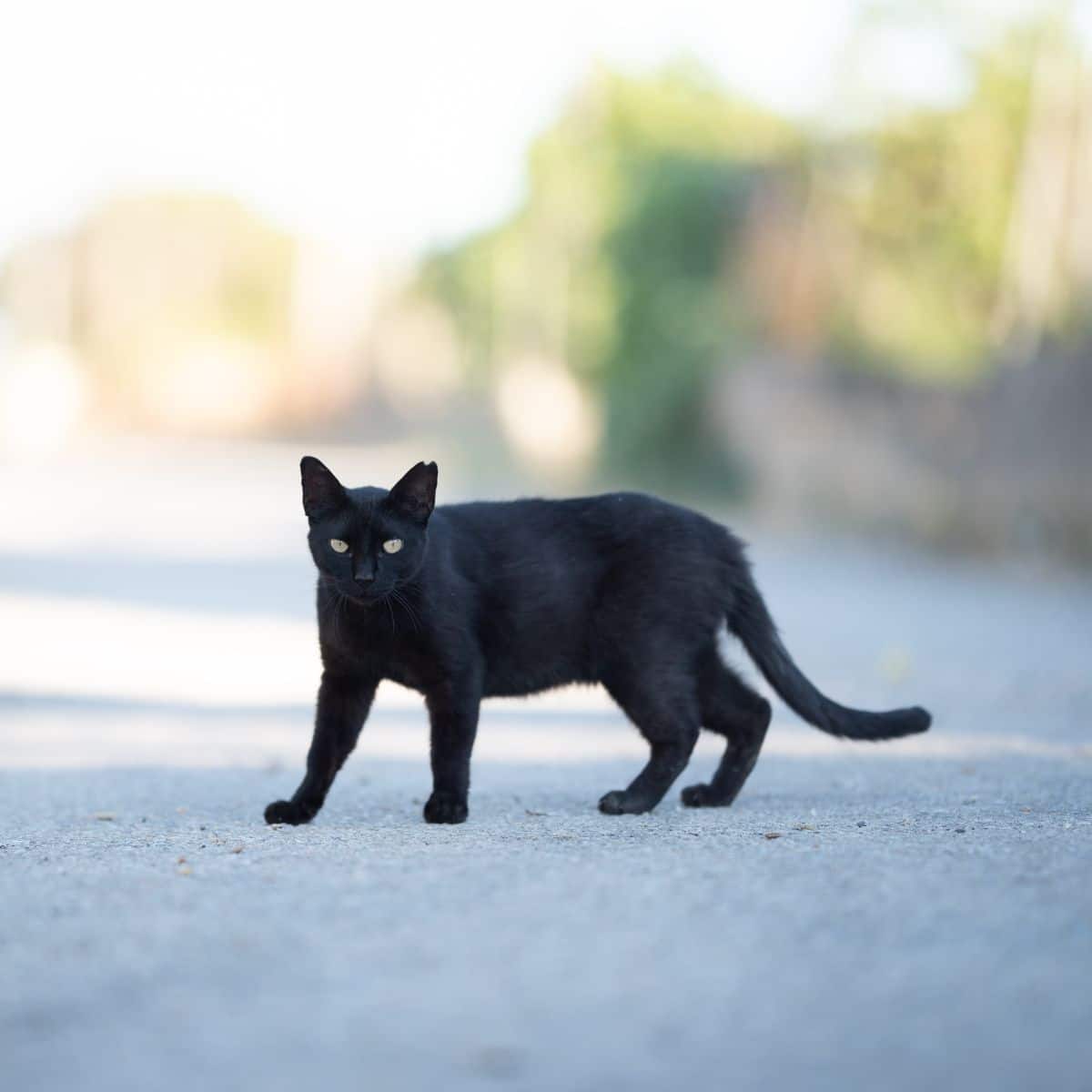 what does seeing a black cat mean