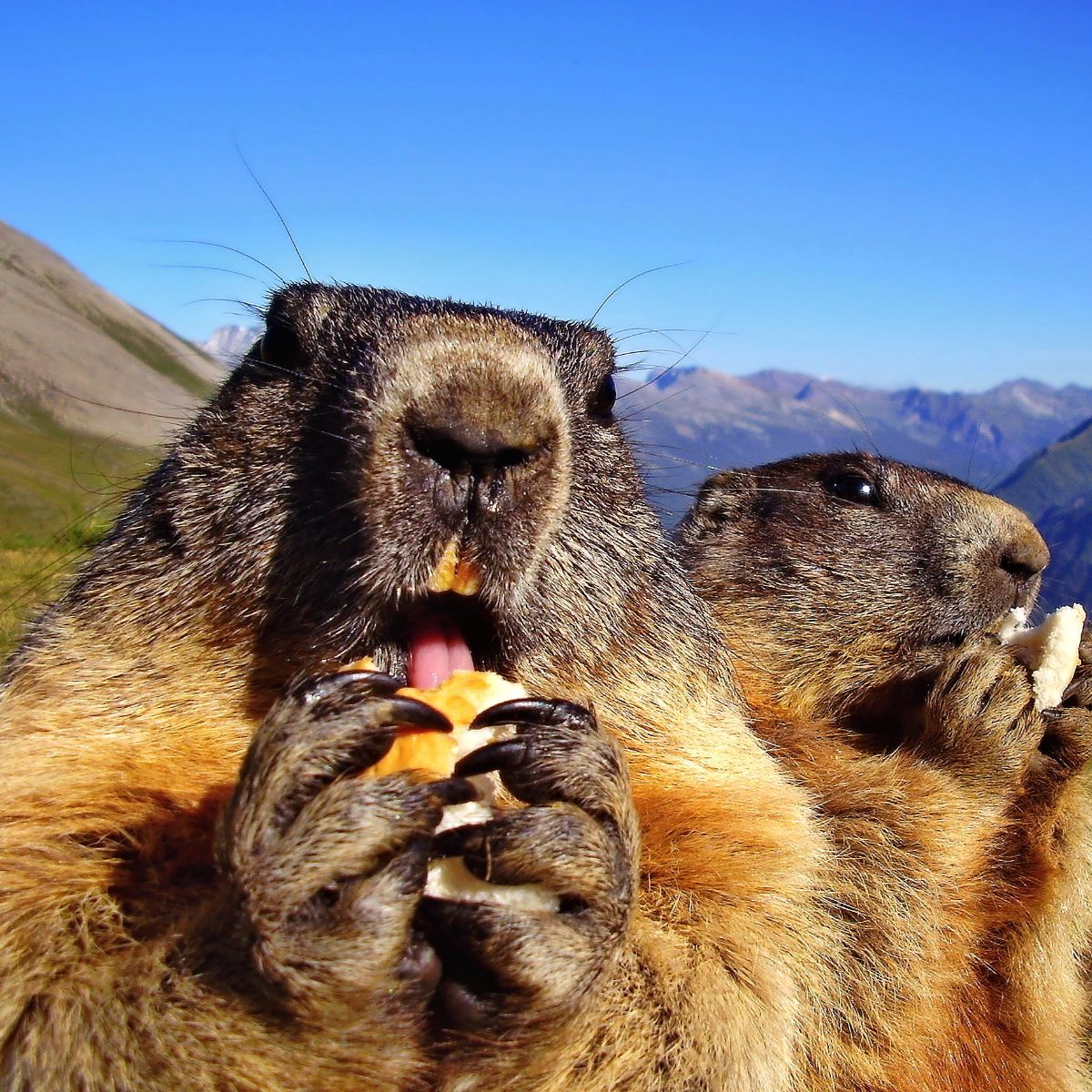 what does seeing a groundhog mean spiritually