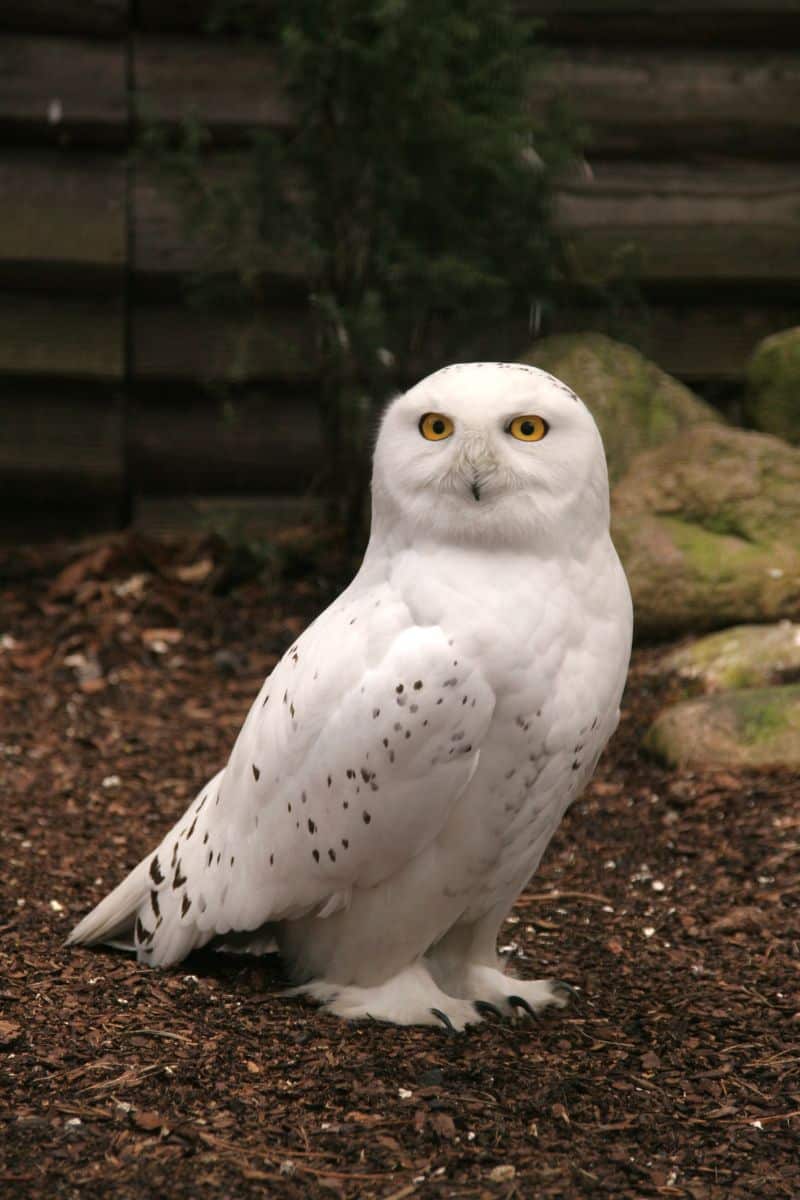 what does seeing a white owl mean