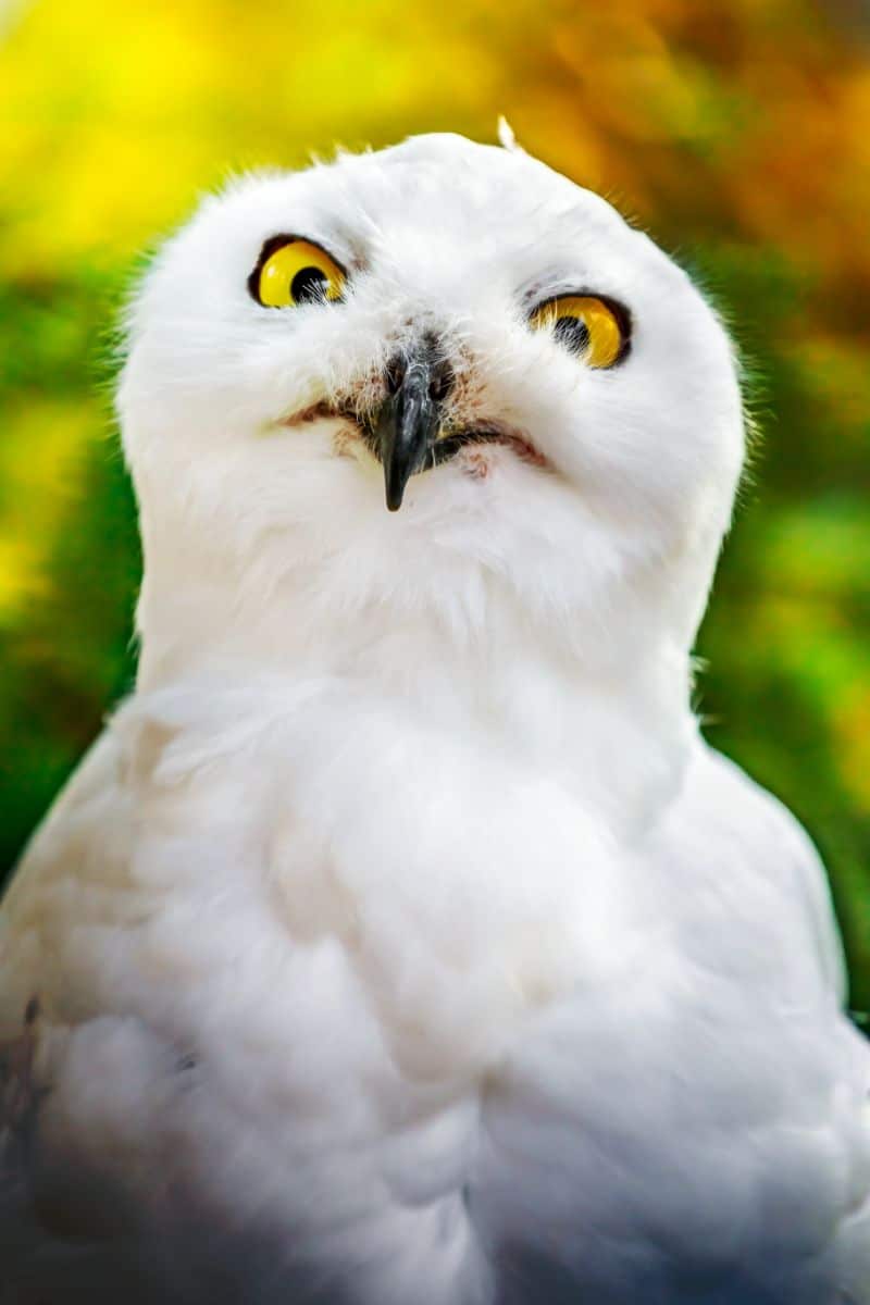 white owl meaning death