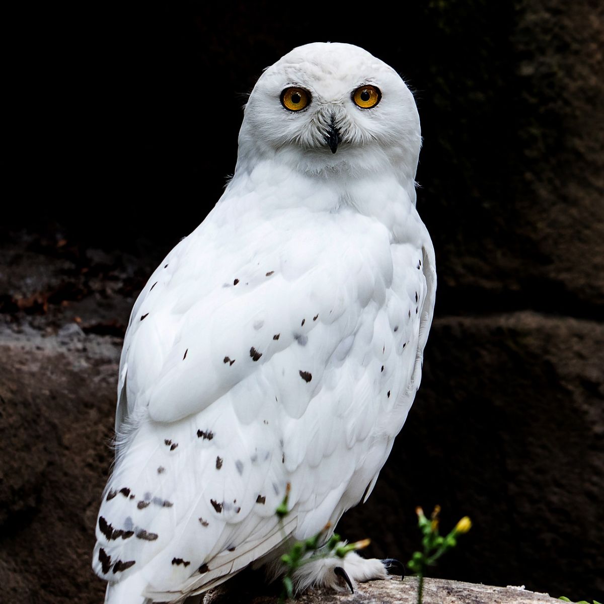 white owl meaning