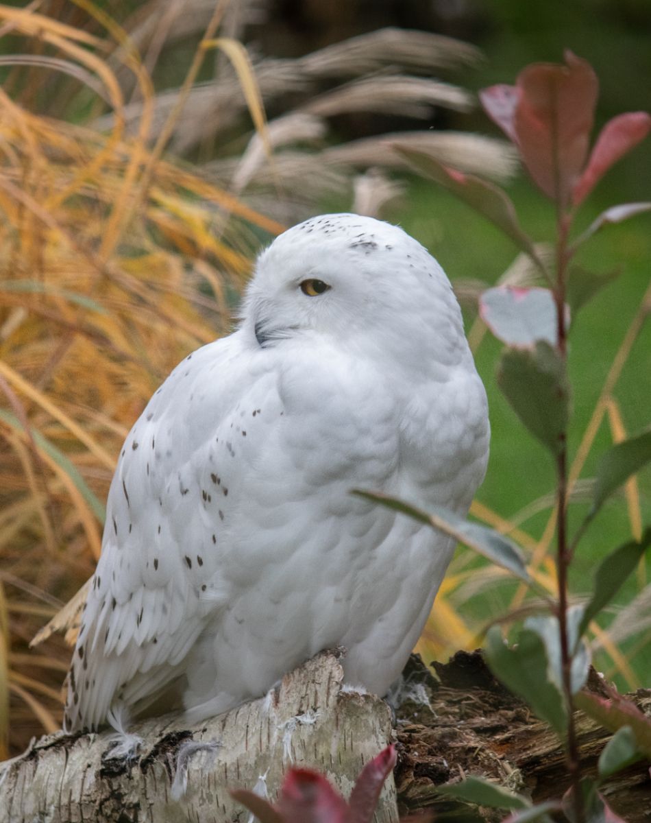 white owl spiritual meaning