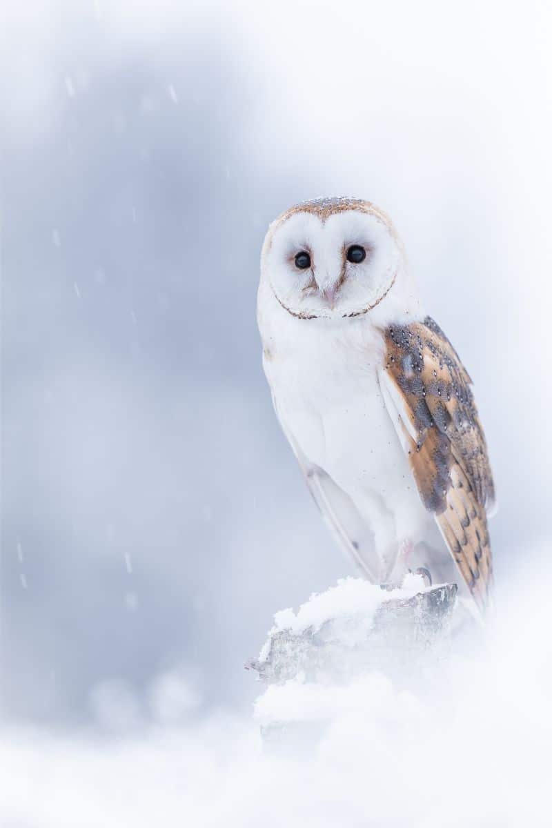 white owl symbolize