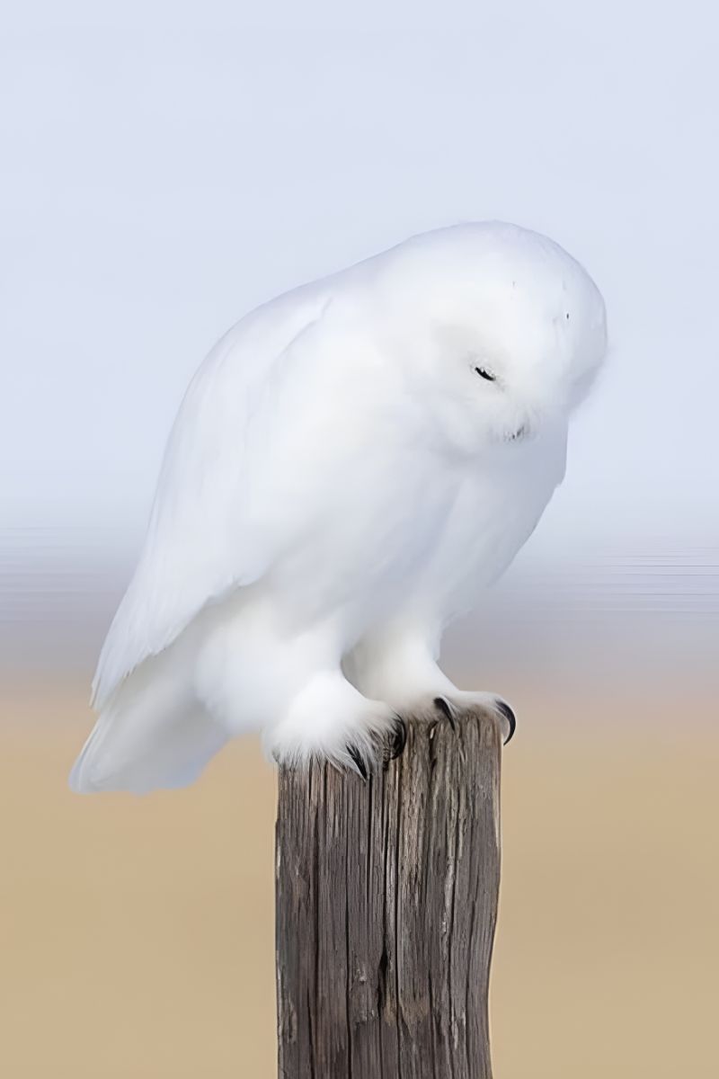 white owls meaning