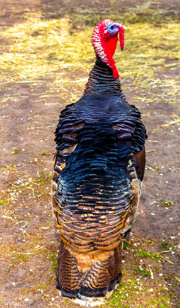 wild turkey spiritual meaning