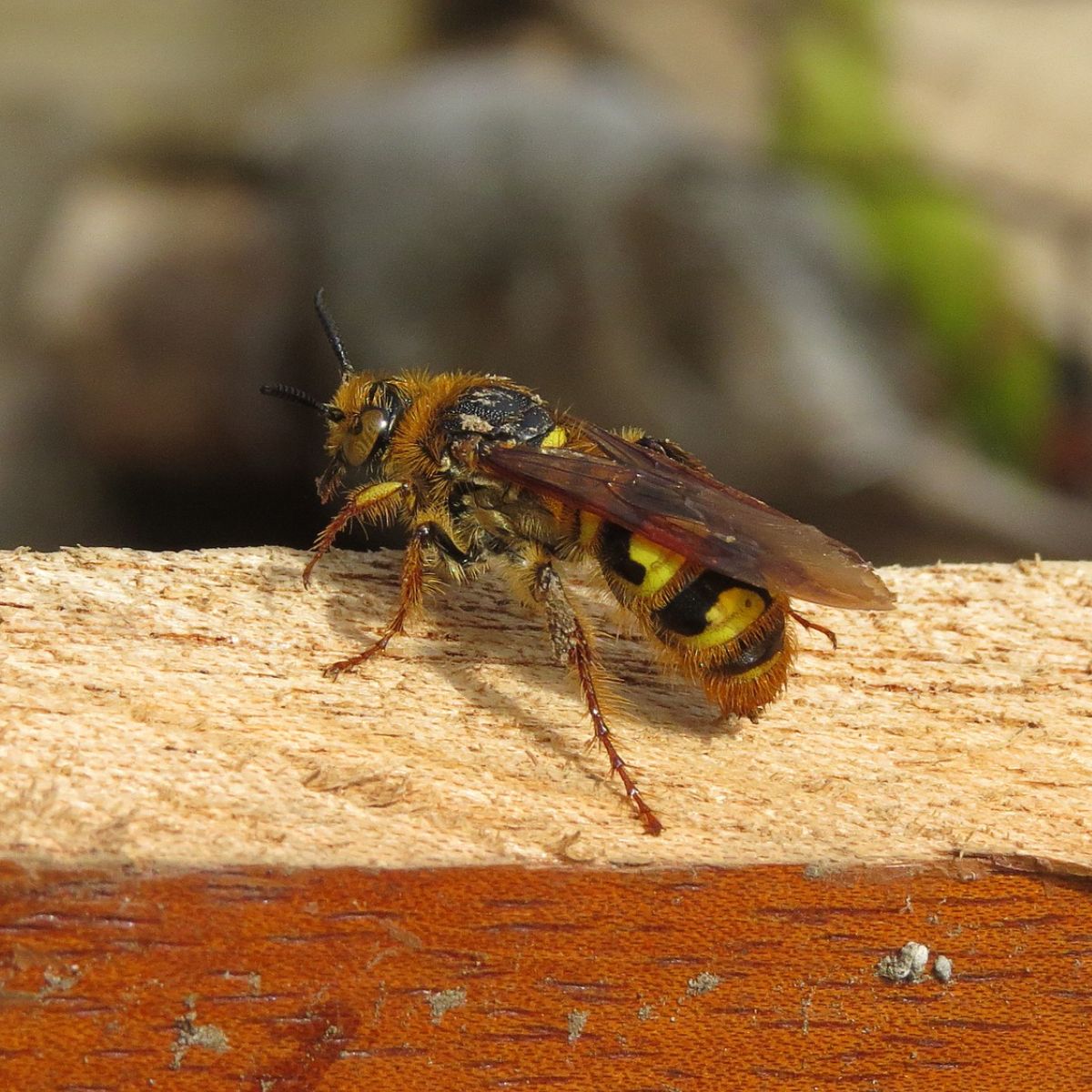 yellow jacket meaning spiritual